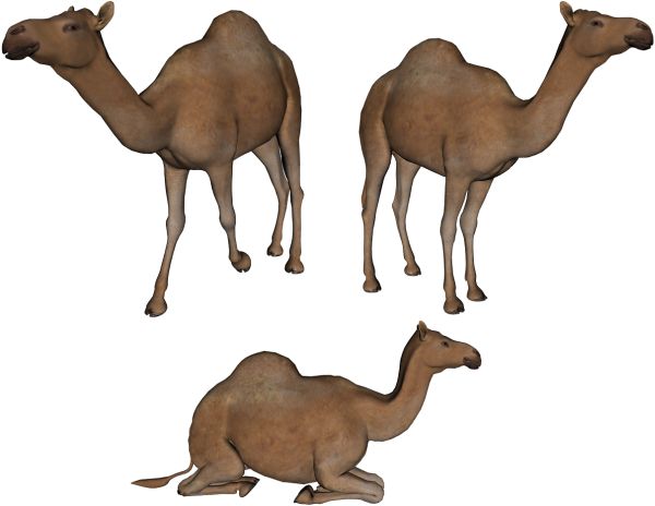 骆驼PNG透明背景免抠图元素 素材中国编号:2925