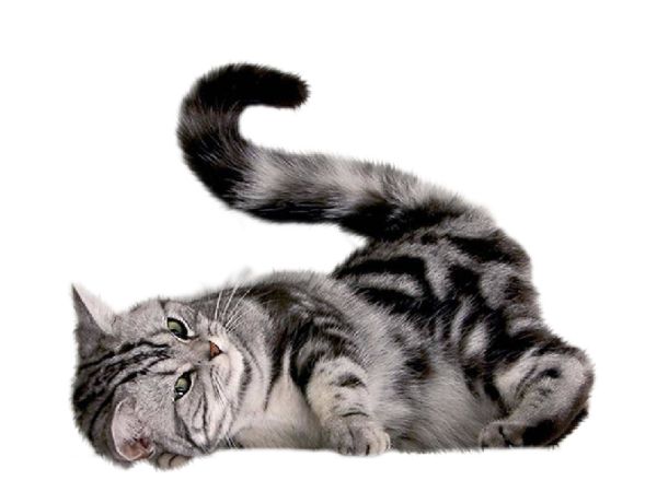 猫咪 png 图片, 免费下载图片, 小猫 图片编号:104