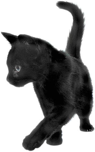 猫咪 png 图片, 免费下载图片, 小猫 图片编号:114