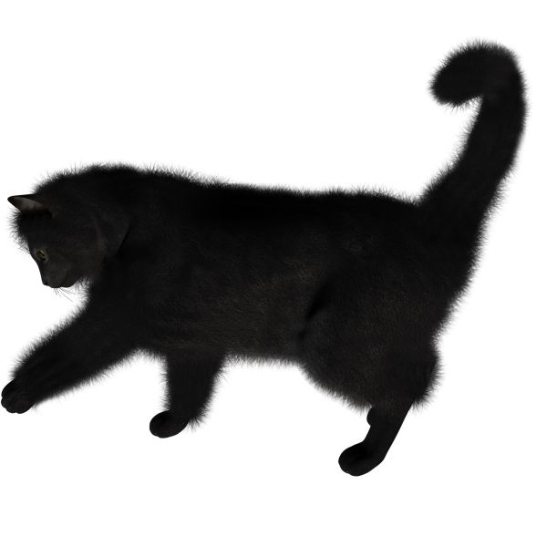 猫PNG透明背景免抠图元素 16图库网编号:1615