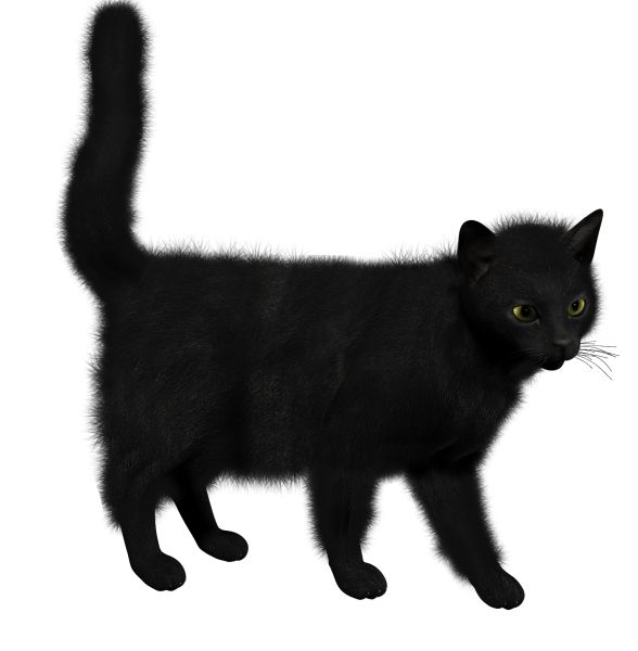 猫PNG透明背景免抠图元素 16图库网编号:1617