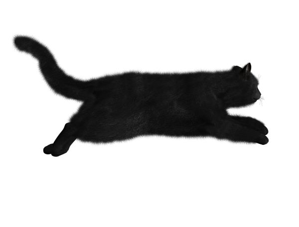 猫PNG透明背景免抠图元素 16图库网编号:1622
