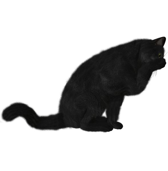 猫PNG透明背景免抠图元素 16图库网编号:1623