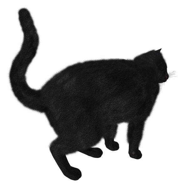 黑猫PNG透明背景免抠图元素 16图库网编号:1624