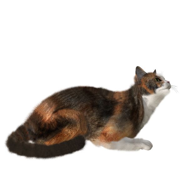 猫PNG透明背景免抠图元素 素材中国编号:1628