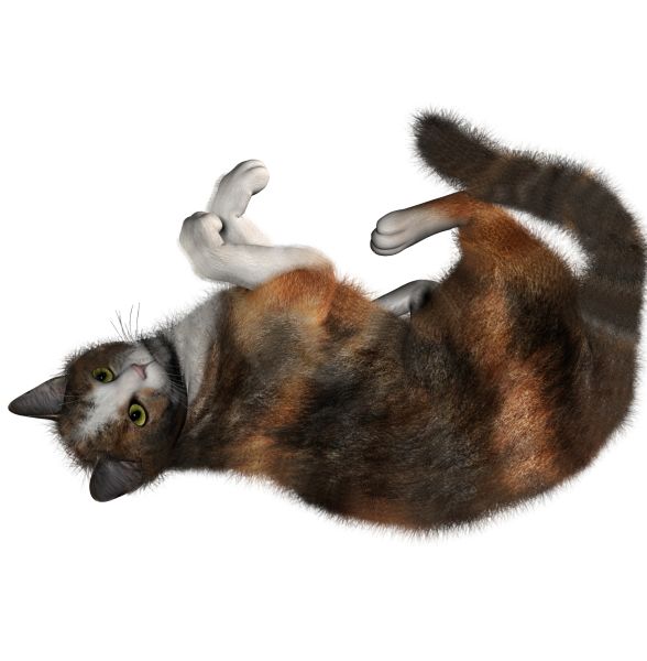 猫PNG透明背景免抠图元素 16图库网编号:1630