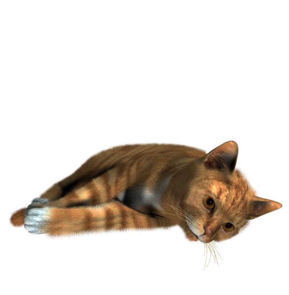 猫PNG免抠图透明素材 16设计网编号:1632