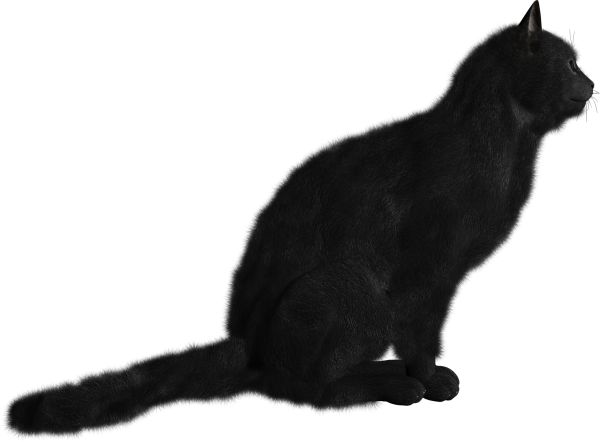 猫 PNG透明背景免抠图元素 16图库网编号:50415