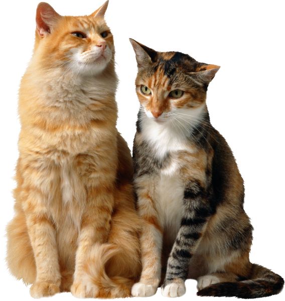 2只猫坐着PNG透明背景免抠图元素 素材中国编号:50416