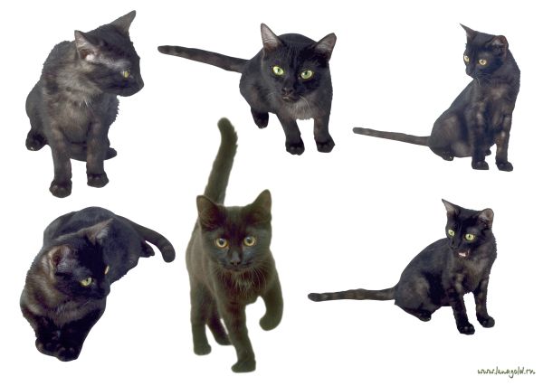 6只猫 PNG免抠图透明素材 16设计网编号:50418
