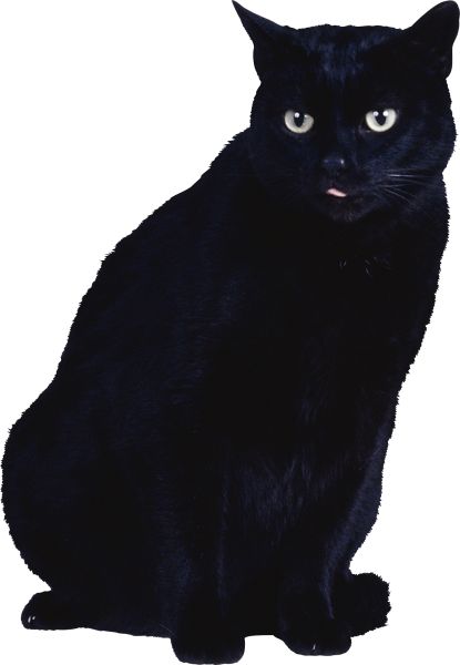 猫 PNG免抠图透明素材 16设计网编号:50419