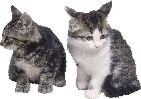 2只小猫坐在猫PNG免抠图透明素材 16设计网编号:50421