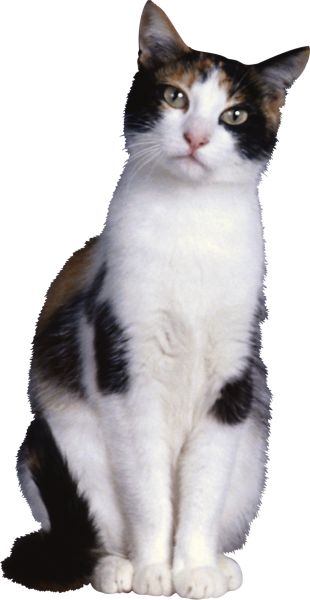猫 PNG透明背景免抠图元素 16图库网编号:50422