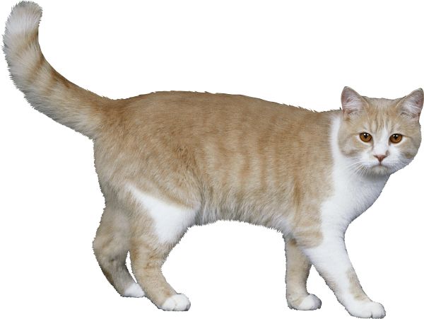 猫 PNG透明背景免抠图元素 16图库网编号:50424