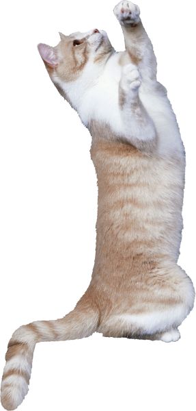 猫玩PNG透明背景免抠图元素 16图库网编号:50425