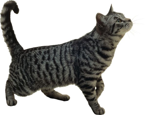 灰色条纹猫 PNG透明背景免抠图元素 16图库网编号:50426