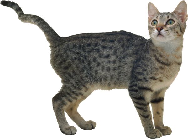 猫 PNG免抠图透明素材 16设计网编号:50427