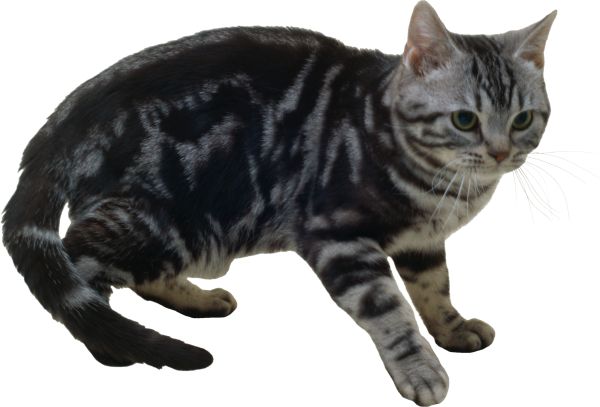 猫 PNG免抠图透明素材 16设计网编号:50428