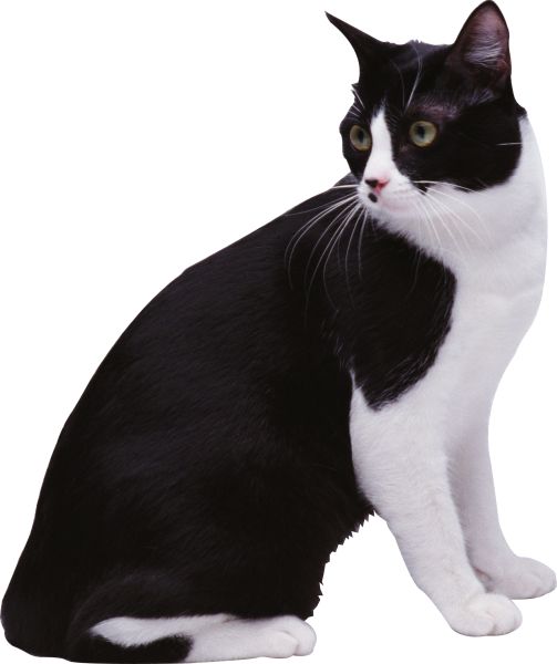 猫 PNG免抠图透明素材 16设计网编号:50429