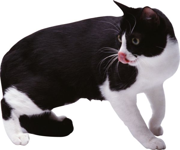 猫 PNG透明背景免抠图元素 16图库网编号:50431