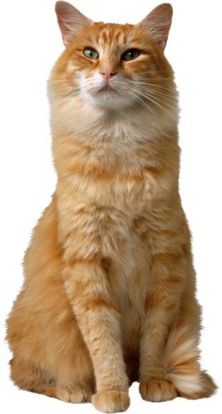 大橙猫 PNG透明背景免抠图元素 素材中国编号:50434