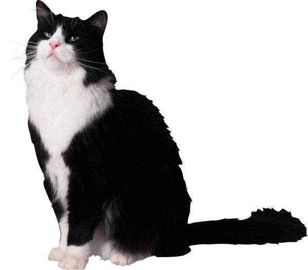猫 PNG透明背景免抠图元素 16图库网编号:50437