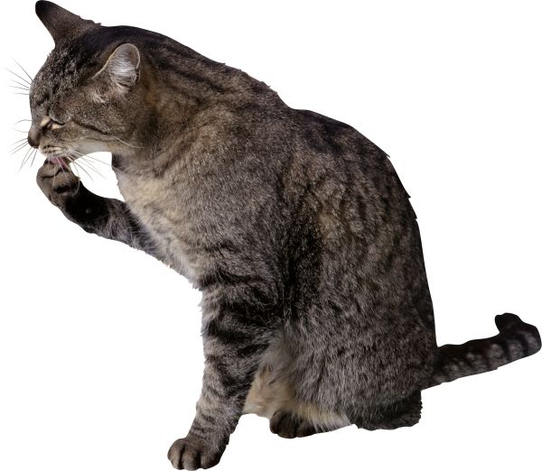 猫 PNG透明背景免抠图元素 16图库网编号:50439