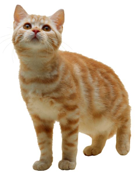 猫 PNG免抠图透明素材 16设计网编号:50444
