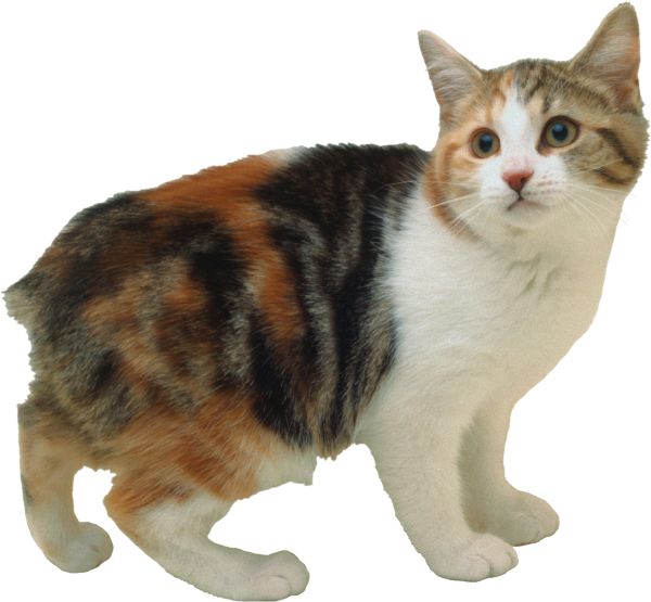 猫 PNG免抠图透明素材 16设计网编号:50449