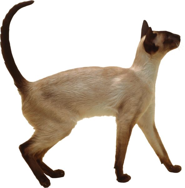 猫 PNG透明背景免抠图元素 16图库网编号:50450
