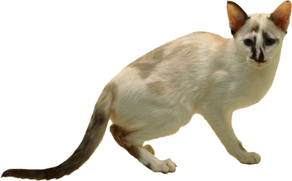 猫 PNG透明背景免抠图元素 16图库网编号:50452
