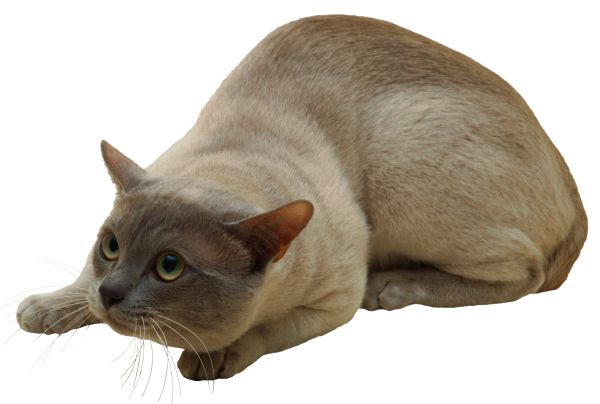 猫隐藏PNG免抠图透明素材 16设计网编号:50453