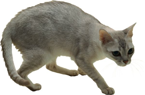 猫 PNG透明背景免抠图元素 16图库网编号:50454