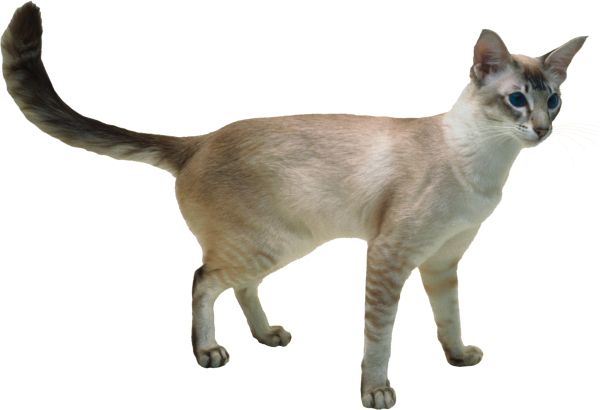 猫 PNG透明元素免抠图素材 16素材网编号:50455