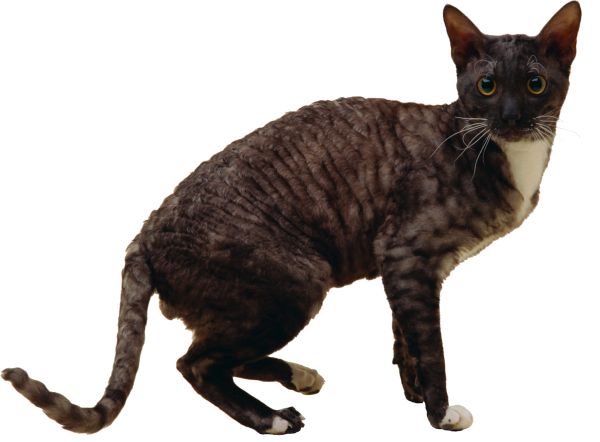 猫 PNG免抠图透明素材 16设计网编号:50458