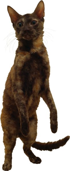 猫好奇PNG免抠图透明素材 16设计网编号:50466