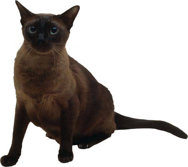 猫 PNG免抠图透明素材 16设计网编号:50467