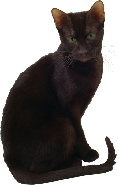 猫 PNG免抠图透明素材 16设计网编号:50468