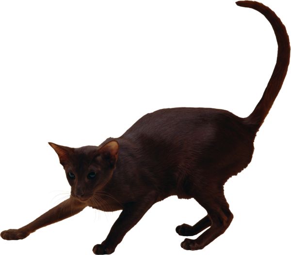 猫 PNG透明背景免抠图元素 16图库网编号:50469