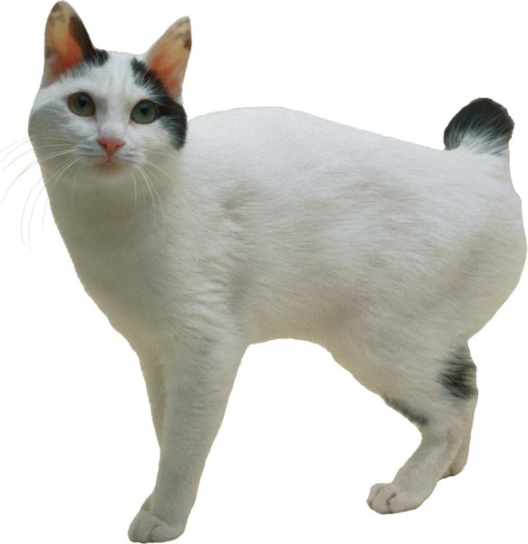 猫 PNG免抠图透明素材 16设计网编号:50470