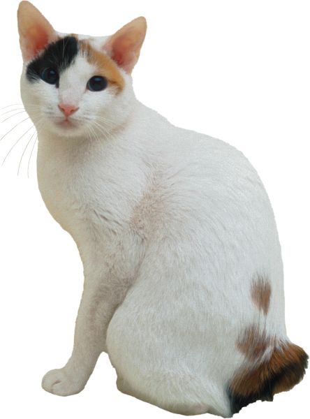 有斑点的白猫PNG免抠图透明素材 普贤居素材编号:50471