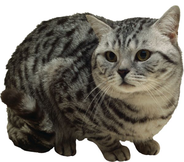 猫 PNG透明背景免抠图元素 16图库网编号:50473