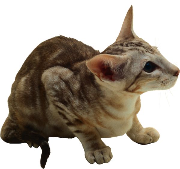 猫 PNG透明背景免抠图元素 16图库网编号:50474