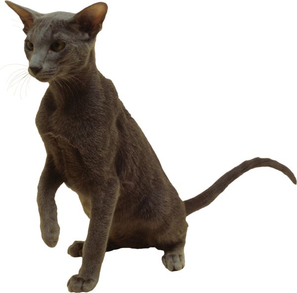 猫 PNG免抠图透明素材 16设计网编号:50475