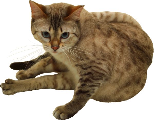 猫 PNG免抠图透明素材 16设计网编号:50477