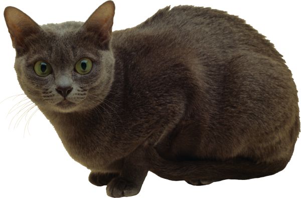 猫 PNG免抠图透明素材 16设计网编号:50484