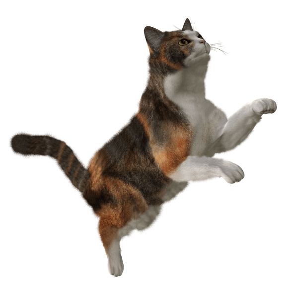 猫 PNG透明背景免抠图元素 16图库网编号:50486