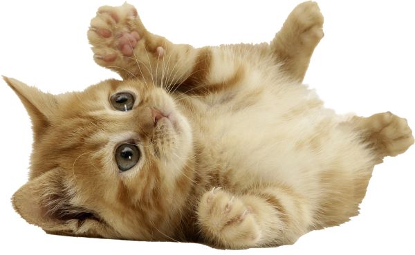 小猫玩PNG透明背景免抠图元素 16图库网编号:50488