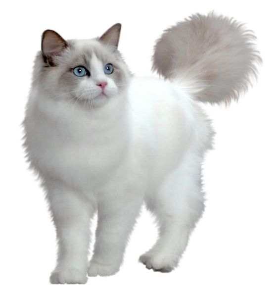 白猫站立PNG免抠图透明素材 素材中国编号:50492