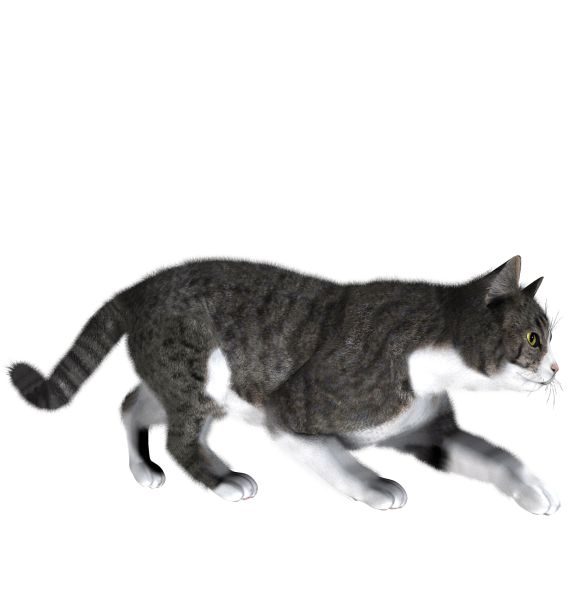 偷偷摸摸的猫 PNG免抠图透明素材 16设计网编号:50494